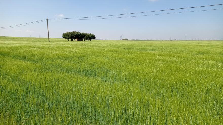 Nekonečná pole mesety, v květnu v zelené barvě