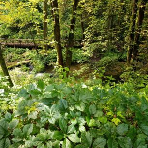 Potok Sopot v rezervaci Czertowa Pole, Krajinný park Puszcza Solska