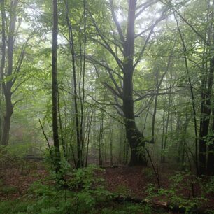 Slovensko, bukový prales na Ruském sedle