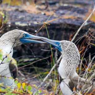 terejové modronozí