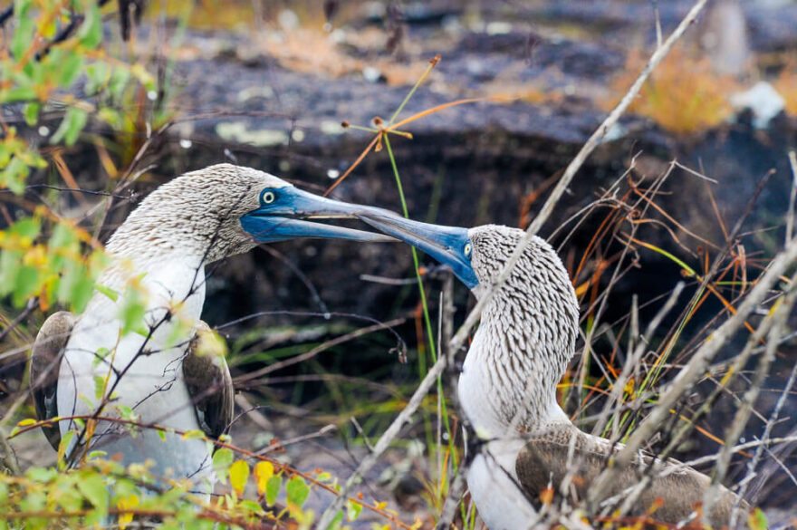 terejové modronozí