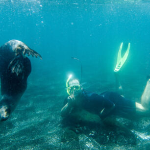 lachtan galapážský