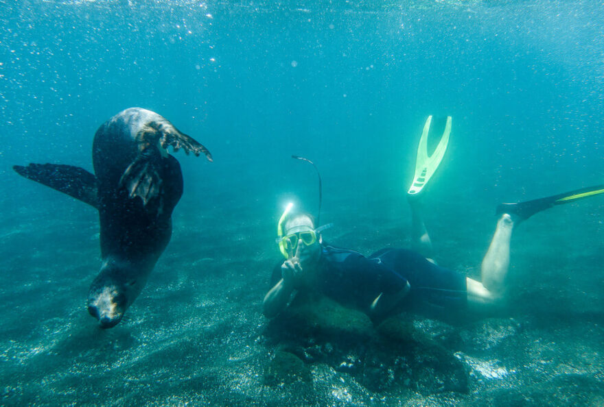 lachtan galapážský