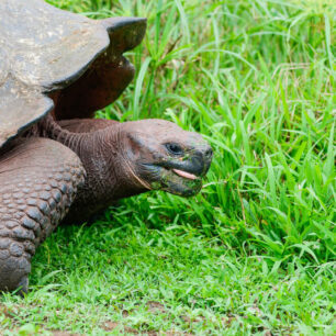 želva sloní galapážská