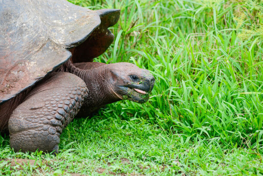 želva sloní galapážská