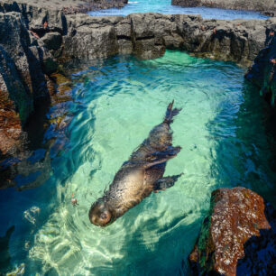 lachtan galapážský