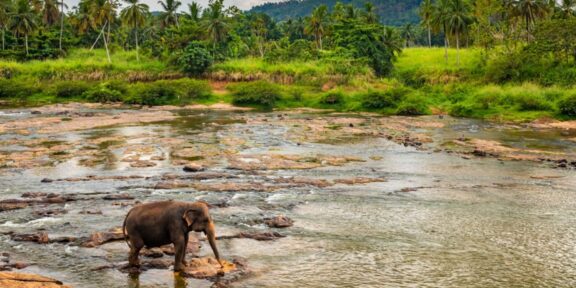 Chrámy, plantáže a pláže: Pozoruhodná historie a přírodní divy Srí Lanky
