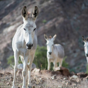 Divocí osli jsou perfektní ranní budíček