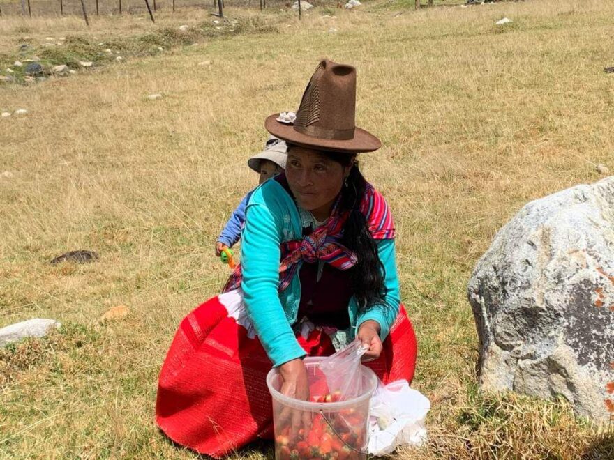 místní peruánka prodává jahody