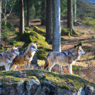 Neuschönau: Volný výběh v parku Nationalparkzentrum Lusen © DZT/Francesco Carovillano