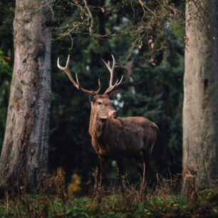 Urwaldsteig: Jelen v lese © German Roamers/Leo Thomas