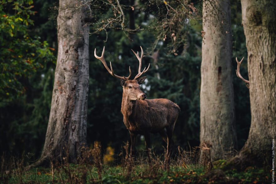 Urwaldsteig: Jelen v lese © German Roamers/Leo Thomas