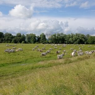 Národní park Ipoly völgy, rohatý maďarský skot u vsi Ipolyvece