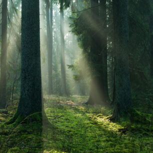 Bělověžský národní park