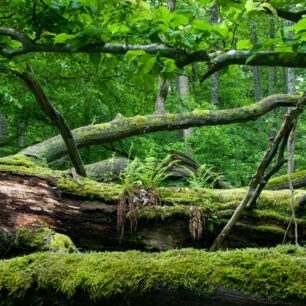 Bělověžský národní park