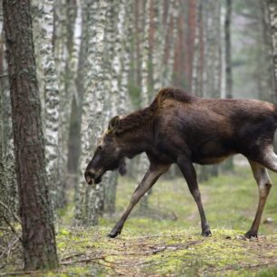 Los v Bělověžském národním parku