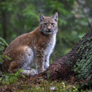 Rys v Bělověžském národním parku