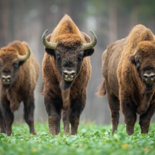 Zubr v Bělověžském národním parku