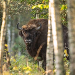 Zubr v Bělověžském národním parku