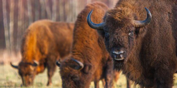 Białowieski Park Narodowy: Prales a zubři na východě Polska