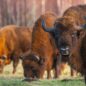 Białowieski Park Narodowy: Prales a zubři na východě Polska