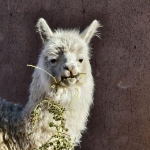 Sedm tisíc kilometrů pěšky přes Chile. Diáky v Kině Aero se tentokrát vydají na konec světa