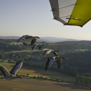 HUSOPAS – příběh, který má křídla