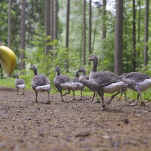 HUSOPAS – příběh, který má křídla