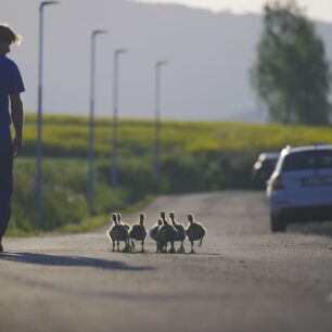HUSOPAS – příběh, který má křídla
