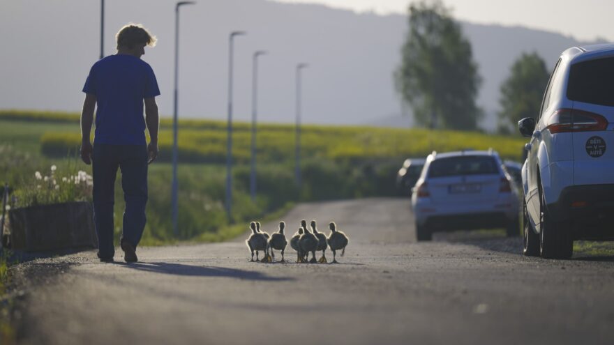 HUSOPAS – příběh, který má křídla