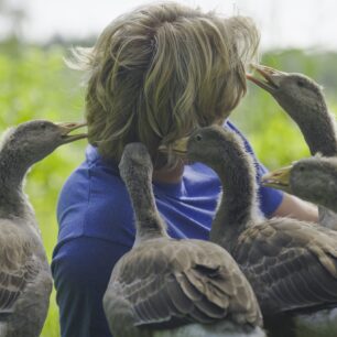 HUSOPAS – příběh, který má křídla