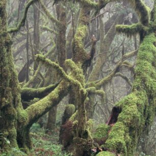 Anaga vavřínový les, Tenerife. Foto: Jan Páleníček