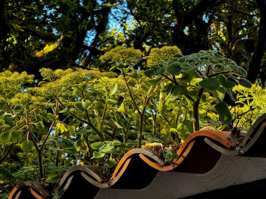 Vavřínové lesy Kanárských ostrovů: tajemné pralesy, které přežily miliony let. Foto: Jakub Šolc