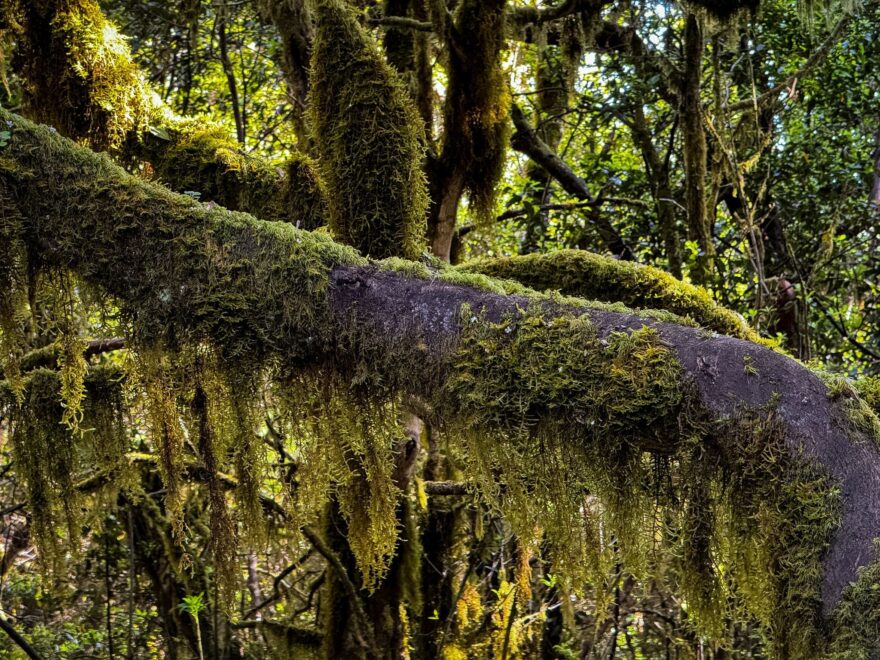 Vavřínové lesy Kanárských ostrovů: tajemné pralesy, které přežily miliony let. Foto: Jakub Šolc