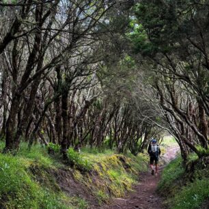Vavřínové lesy Kanárských ostrovů: tajemné pralesy, které přežily miliony let. Foto: Jakub Šolc