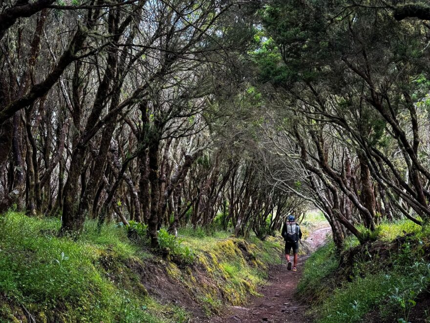 Vavřínové lesy Kanárských ostrovů: tajemné pralesy, které přežily miliony let. Foto: Jakub Šolc