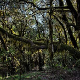 Vavřínové lesy Kanárských ostrovů: tajemné pralesy, které přežily miliony let. Foto: Jakub Šolc
