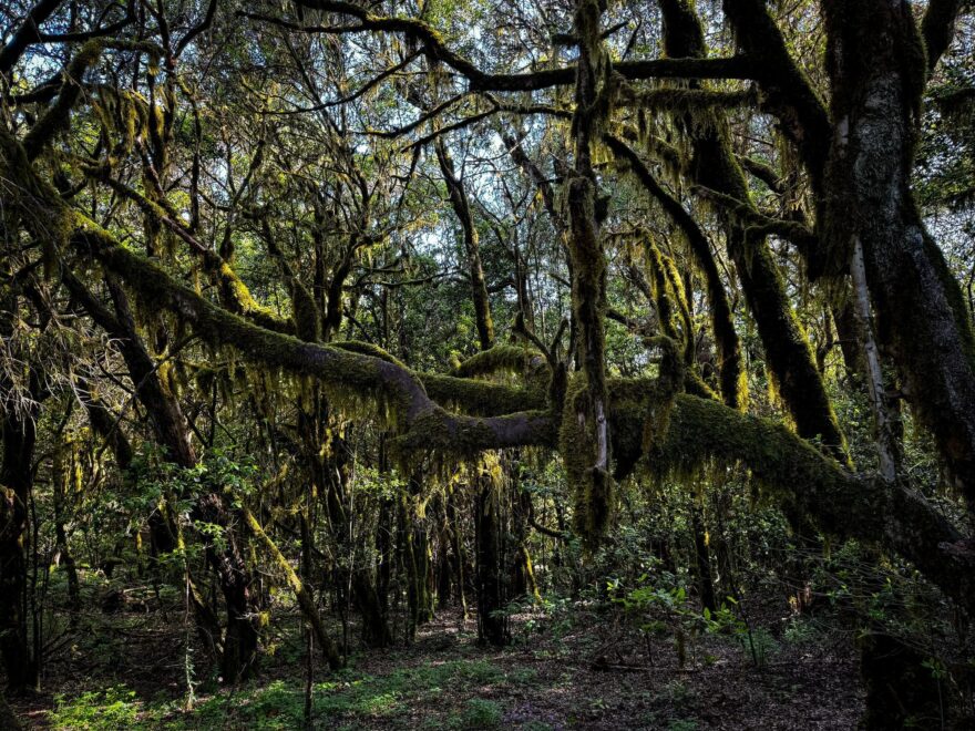 Vavřínové lesy Kanárských ostrovů: tajemné pralesy, které přežily miliony let. Foto: Jakub Šolc