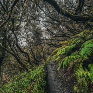 Vavřínové lesy Kanárských ostrovů: tajemné pralesy, které přežily miliony let. Foto: Jakub Šolc