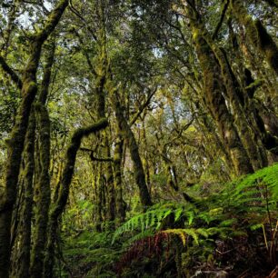 Vavřínové lesy Kanárských ostrovů: tajemné pralesy, které přežily miliony let. Foto: Jakub Šolc