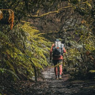 Vavřínové lesy Kanárských ostrovů: tajemné pralesy, které přežily miliony let. Foto: Jakub Šolc