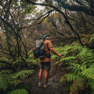 Vavřínové lesy Kanárských ostrovů: tajemné pralesy, které přežily miliony let. Foto: Jakub Šolc