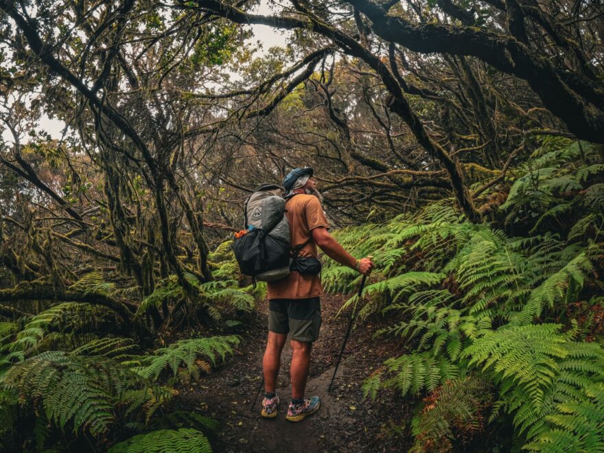 Vavřínové lesy Kanárských ostrovů: tajemné pralesy, které přežily miliony let. Foto: Jakub Šolc