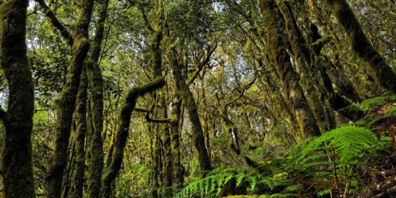 Vavřínové lesy Kanárských ostrovů: tajemné pralesy, které přežily miliony let