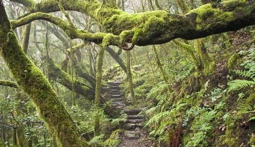 Vavřínové lesy Kanárských ostrovů: tajemné pralesy, které přežily miliony let