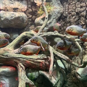 Nejen děti, ale i dospělí ocení návštěvu Sea Life v Benalmádeně