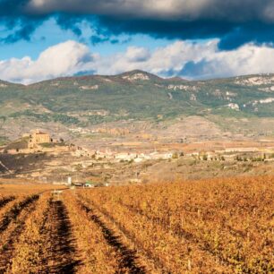Vinice v La Rioja. Zdroj: Shutterstock