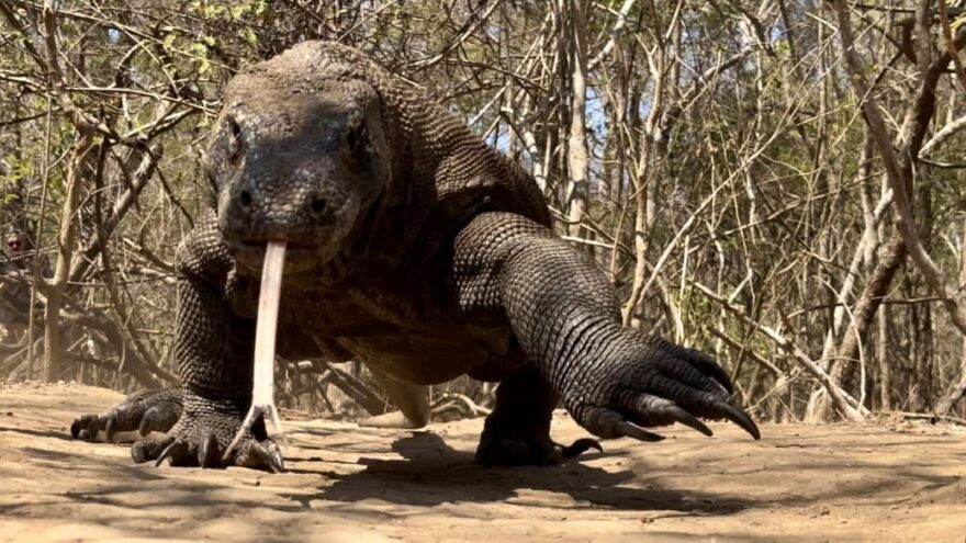 Martin Vlk: Autem kolem Austrálie se zastávkou v Indonésii