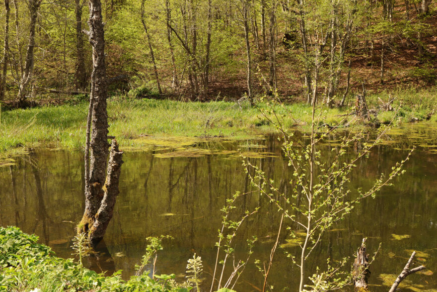 Krajina zeleného Podkarpatí