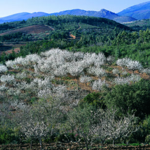 Sierra de Francia v provincii Salamanca - rozkvetlé třešně